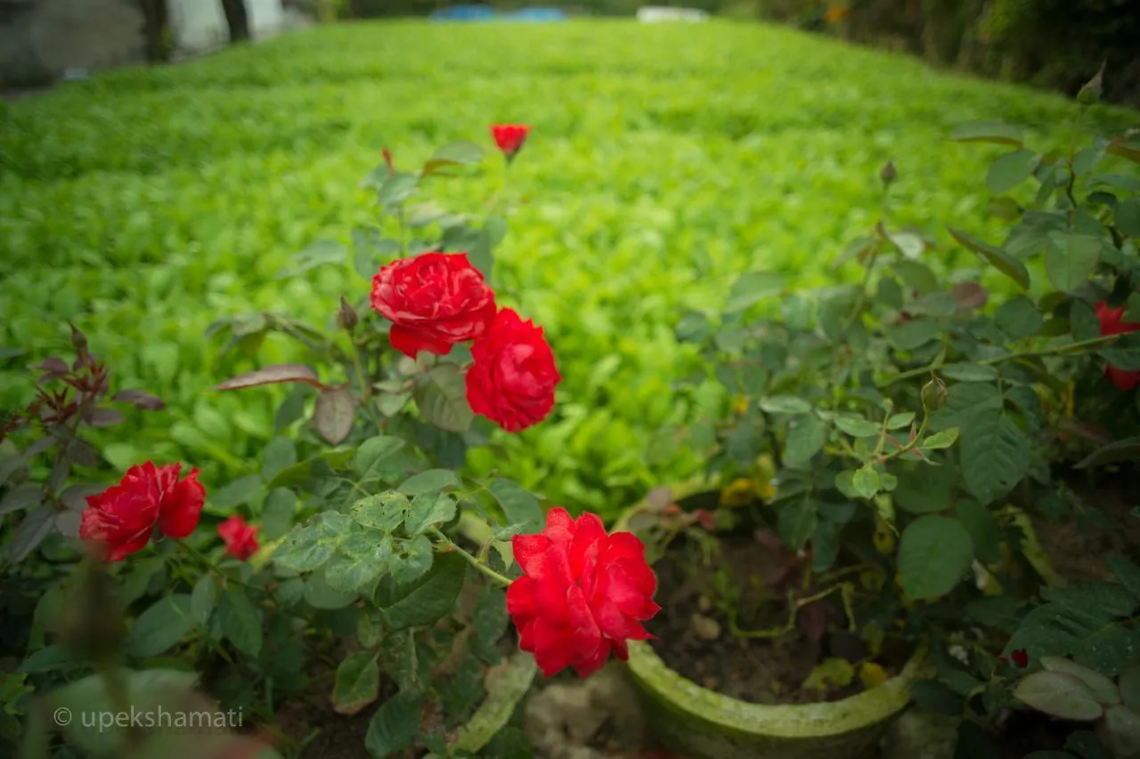 Flower Village 호이안 2*,