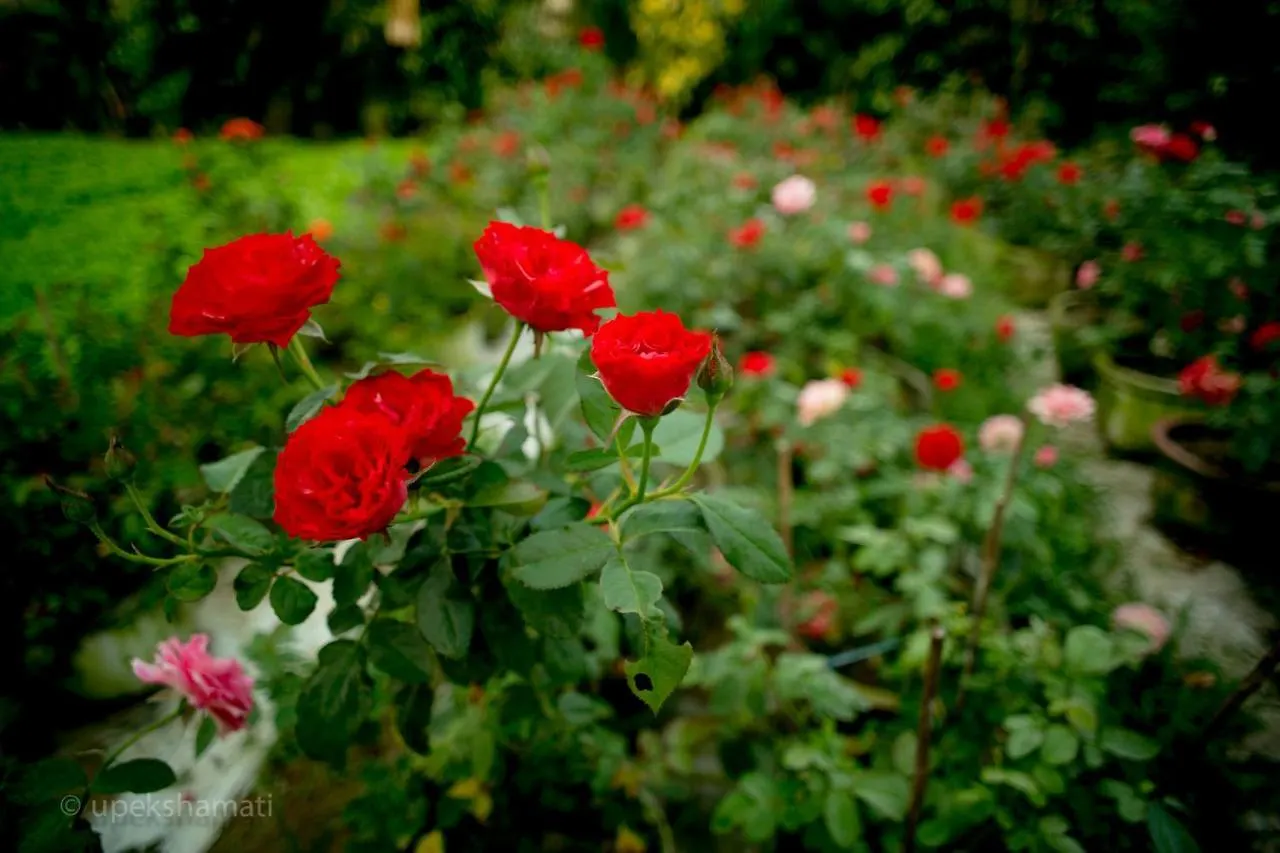 Flower Village 호이안 2*,  베트남